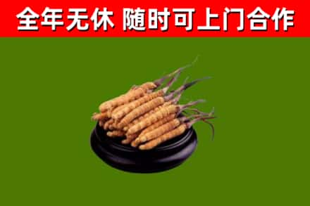 阿巴嘎回收冬虫夏草